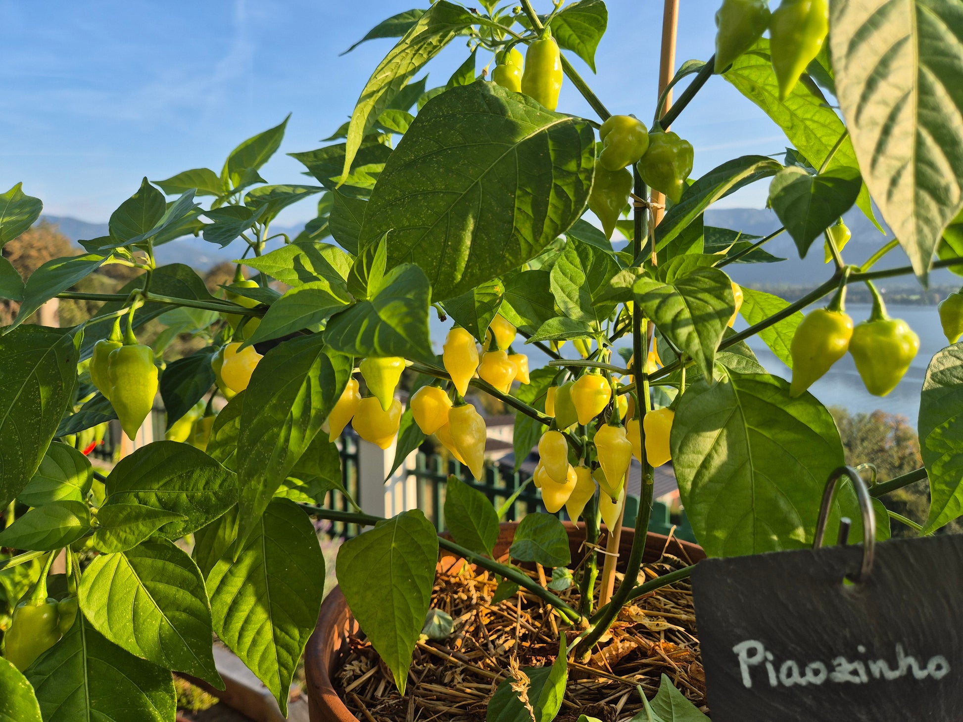 Piaozinho ´White´ DER TOMATENFLÜSTERER