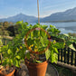 Piaozinho ´White´ DER TOMATENFLÜSTERER
