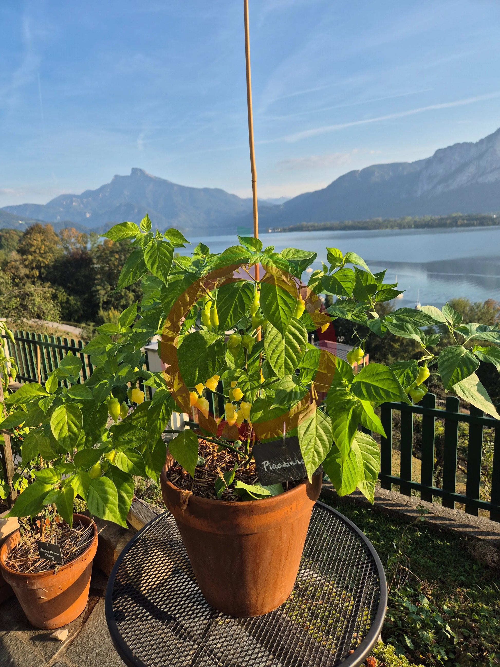 Piaozinho ´White´ DER TOMATENFLÜSTERER