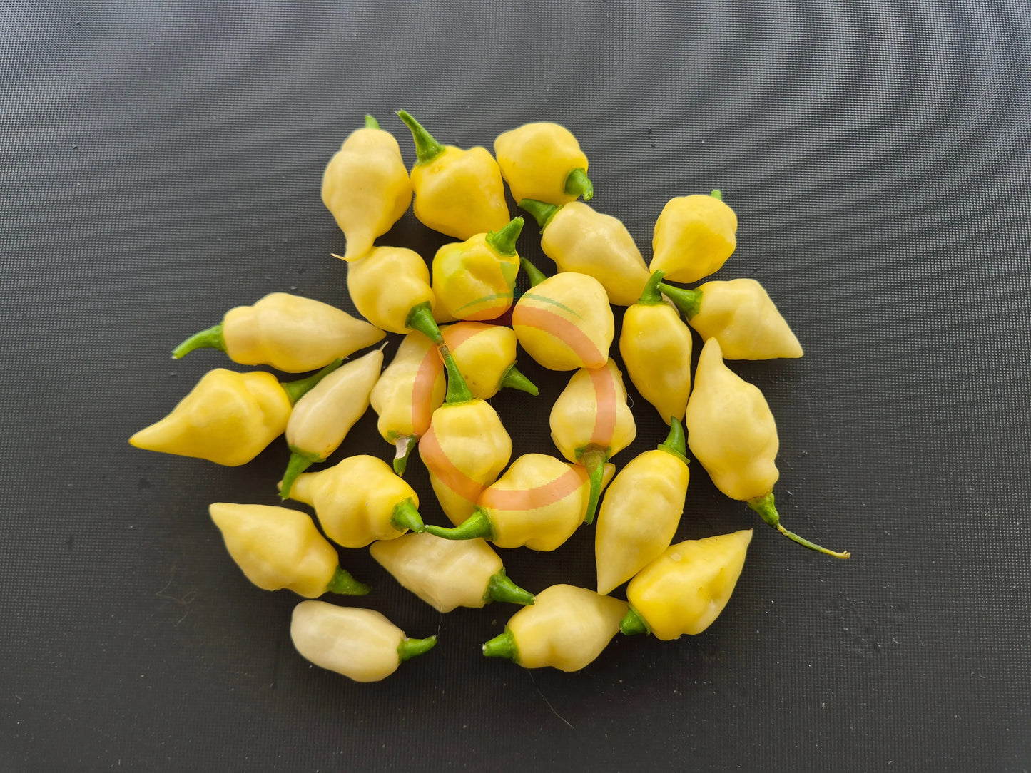 Piaozinho ´White´ DER TOMATENFLÜSTERER