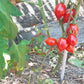Piennolo del Vesuvio rosso DER TOMATENFLÜSTERER