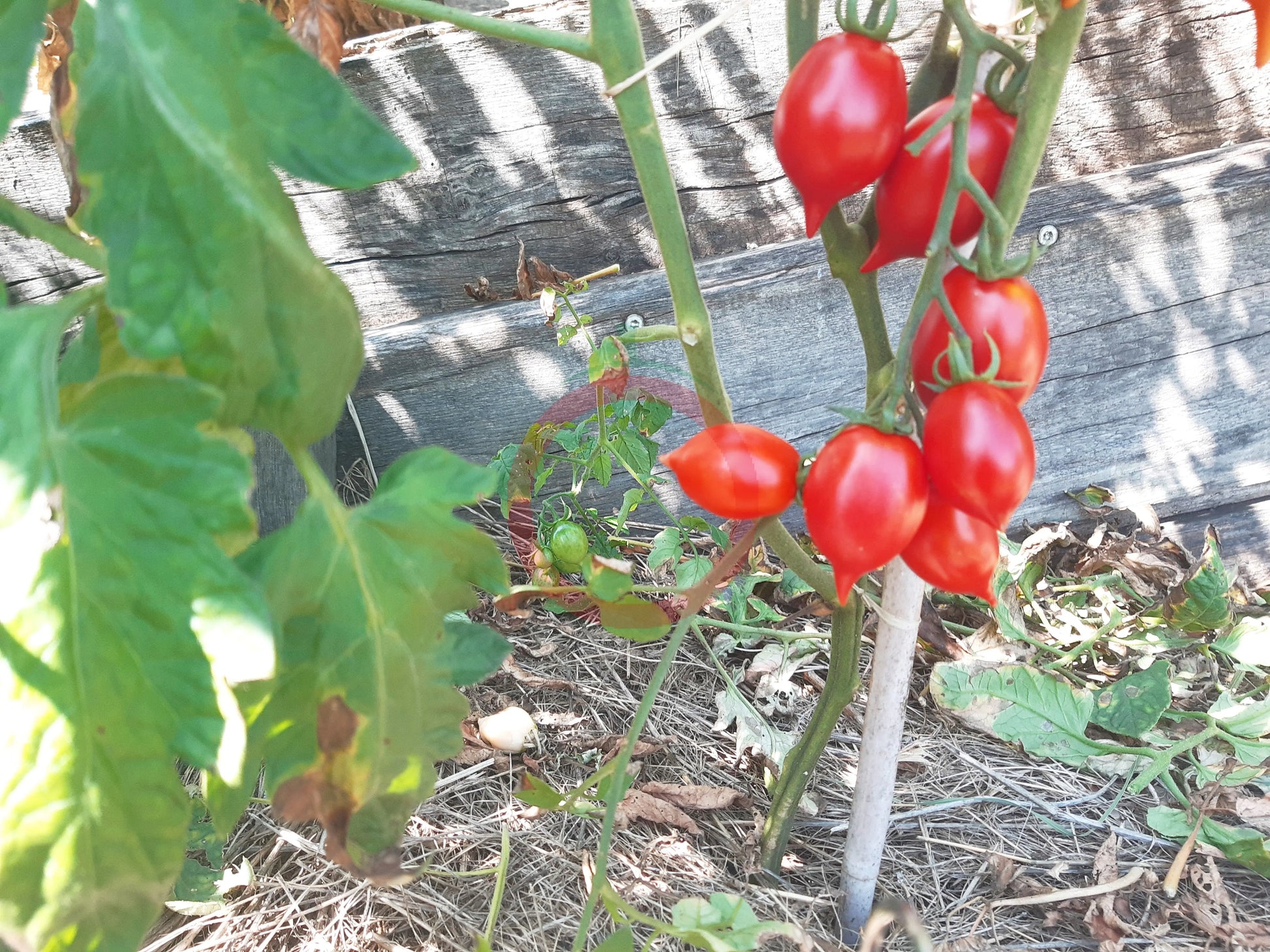 Piennolo del Vesuvio rosso DER TOMATENFLÜSTERER