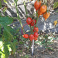Piennolo del Vesuvio rosso DER TOMATENFLÜSTERER