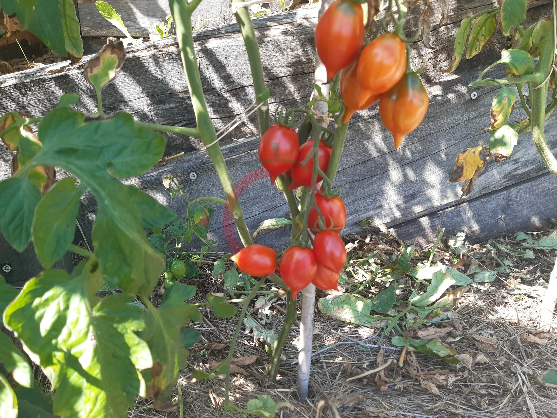 Piennolo del Vesuvio rosso DER TOMATENFLÜSTERER