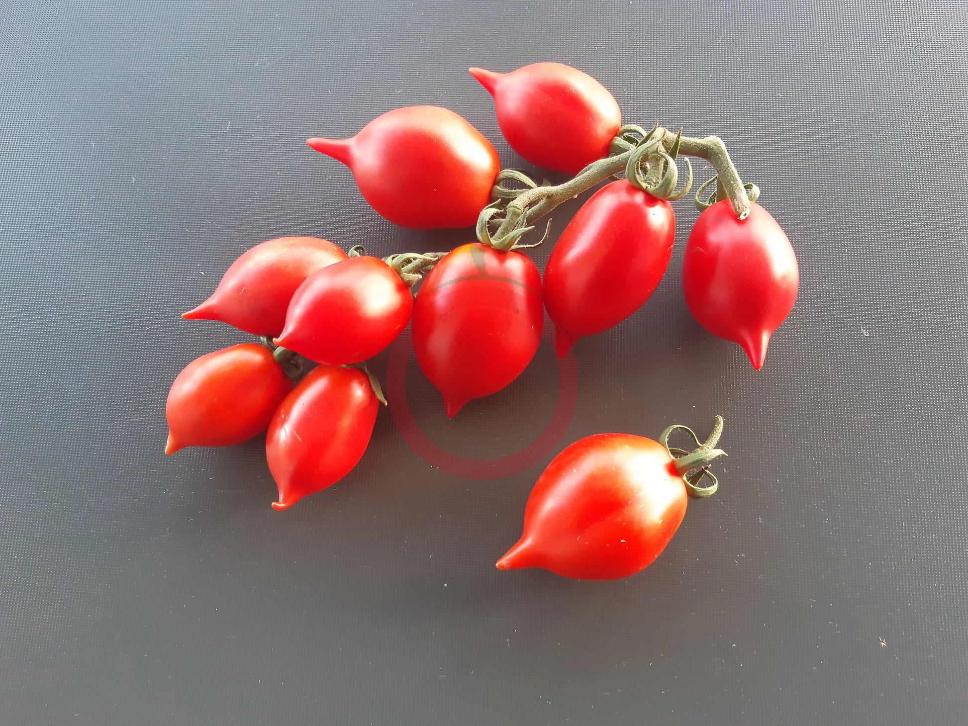 Piennolo del Vesuvio rosso DER TOMATENFLÜSTERER