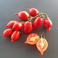 Piennolo del Vesuvio rosso DER TOMATENFLÜSTERER