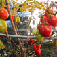 Piennolo di Barano DER TOMATENFLÜSTERER
