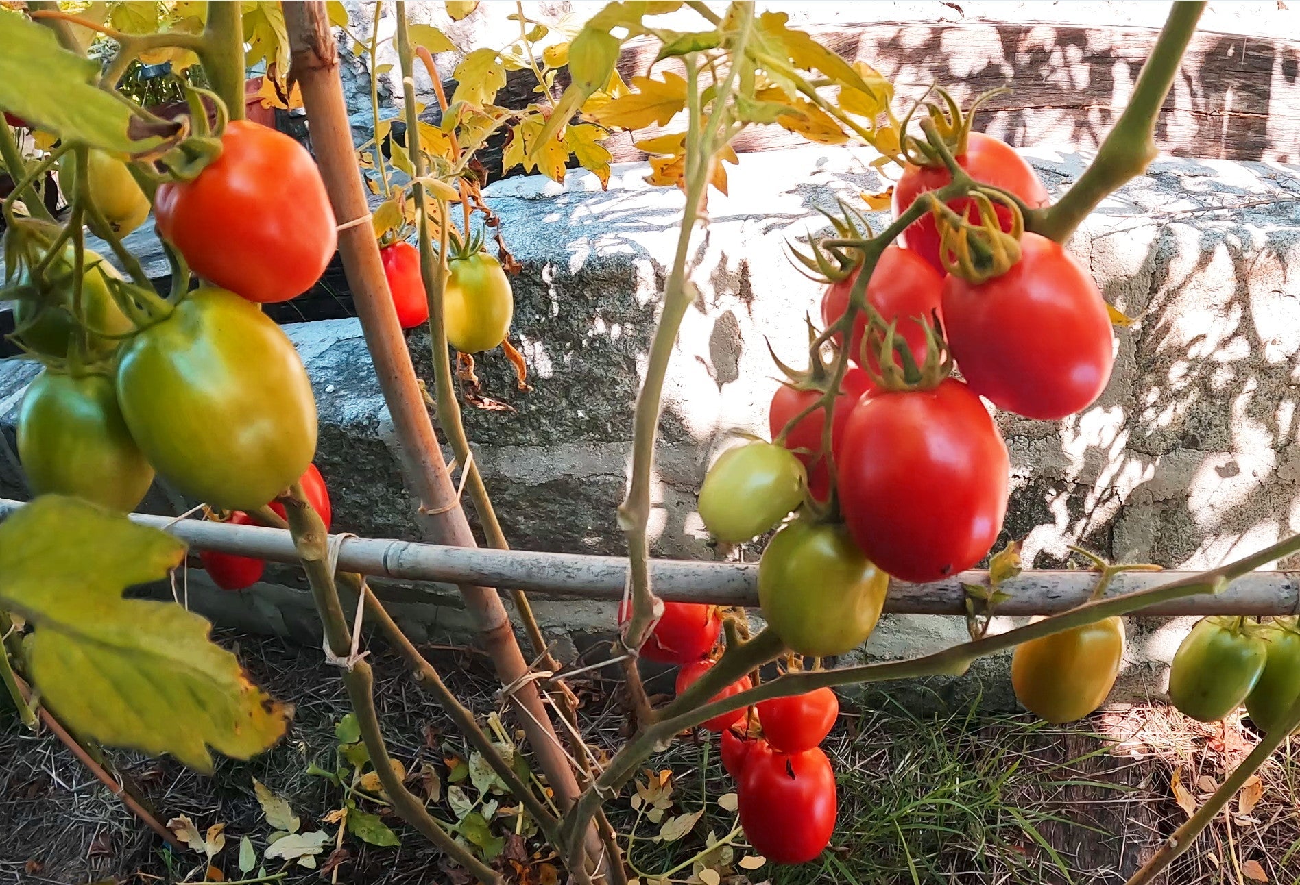 Piennolo di Barano DER TOMATENFLÜSTERER