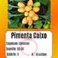 Pimenta Caixo DER TOMATENFLÜSTERER
