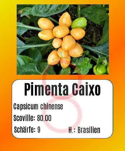 Pimenta Caixo DER TOMATENFLÜSTERER