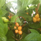 Pimenta Caixo DER TOMATENFLÜSTERER