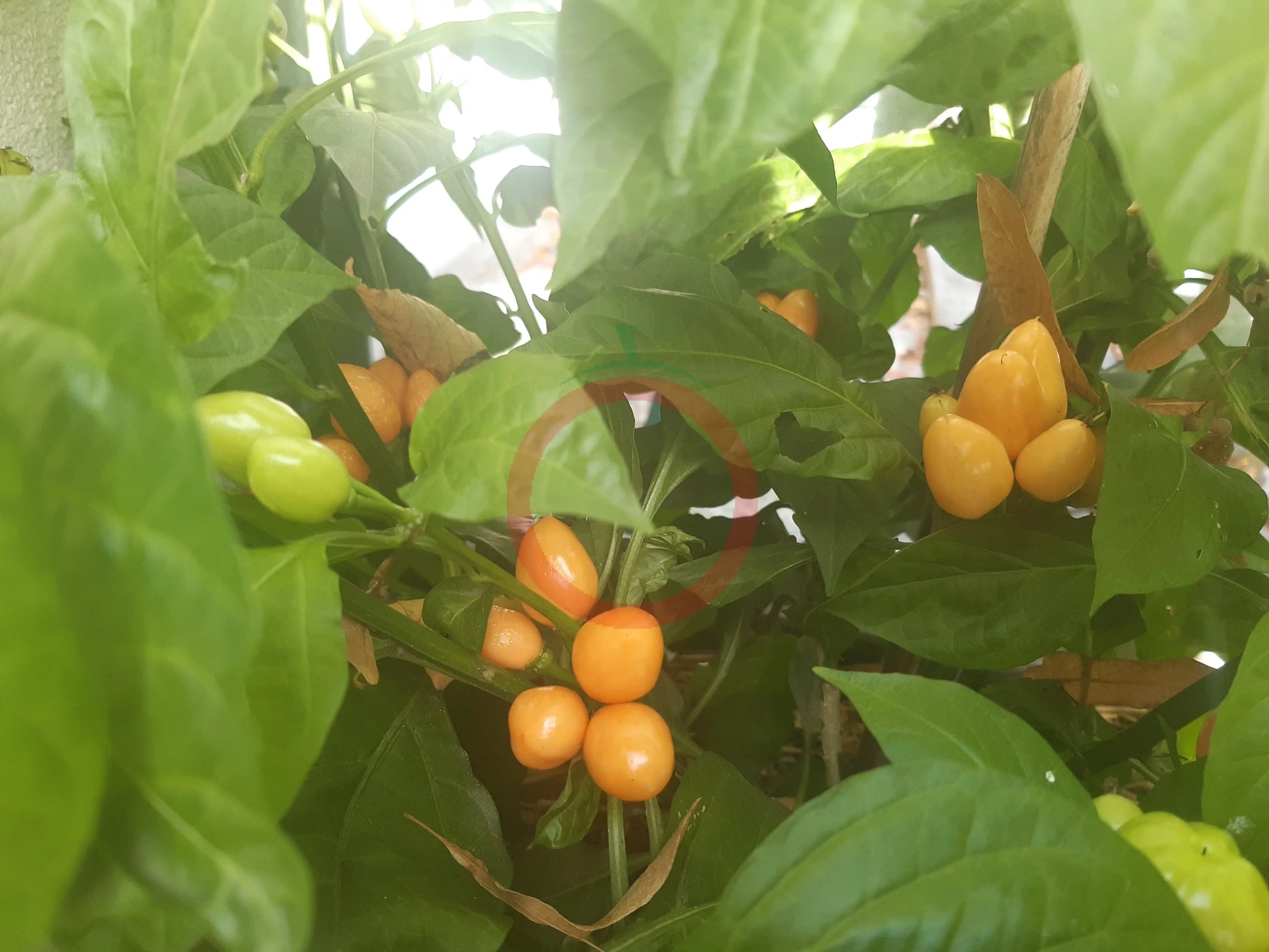 Pimenta Caixo DER TOMATENFLÜSTERER