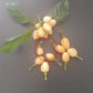 Pimenta Caixo DER TOMATENFLÜSTERER