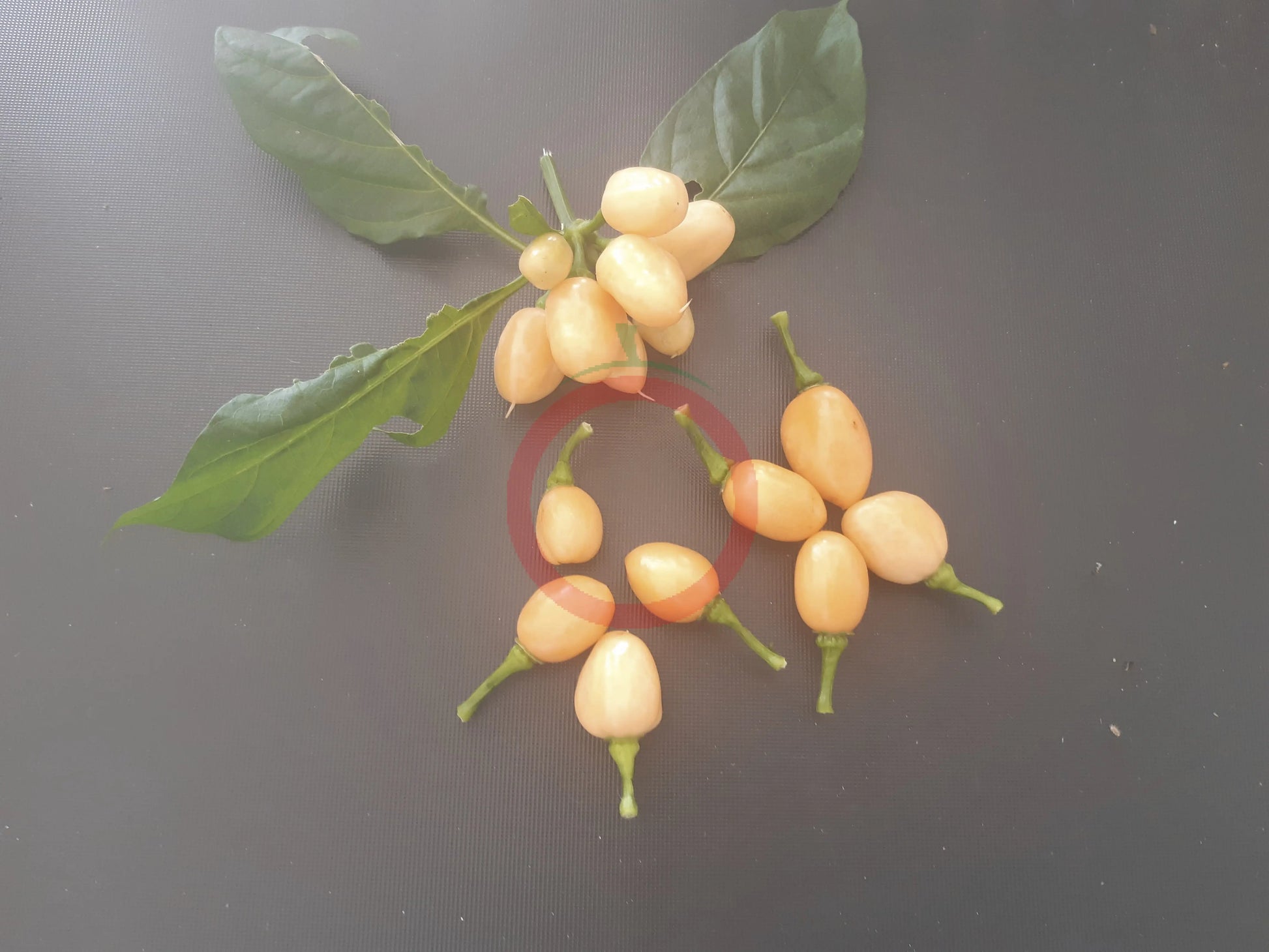 Pimenta Caixo DER TOMATENFLÜSTERER