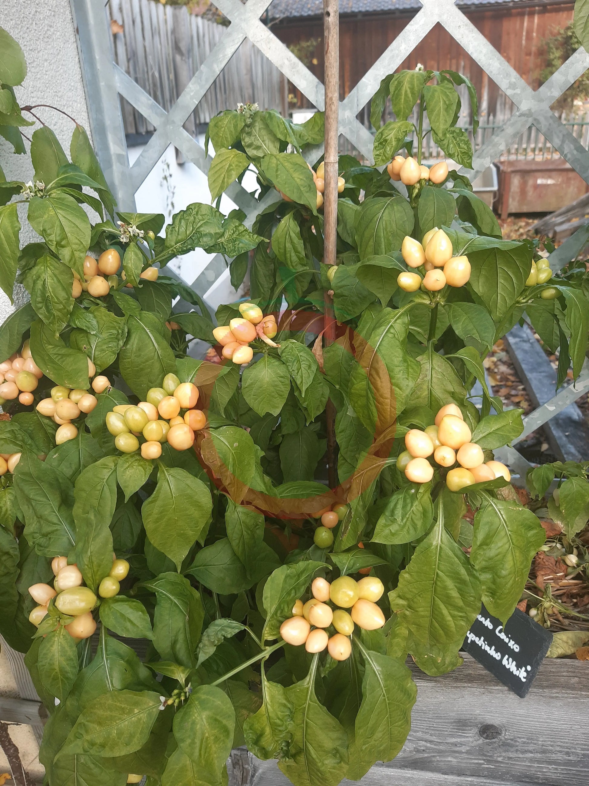 Pimenta Caixo DER TOMATENFLÜSTERER