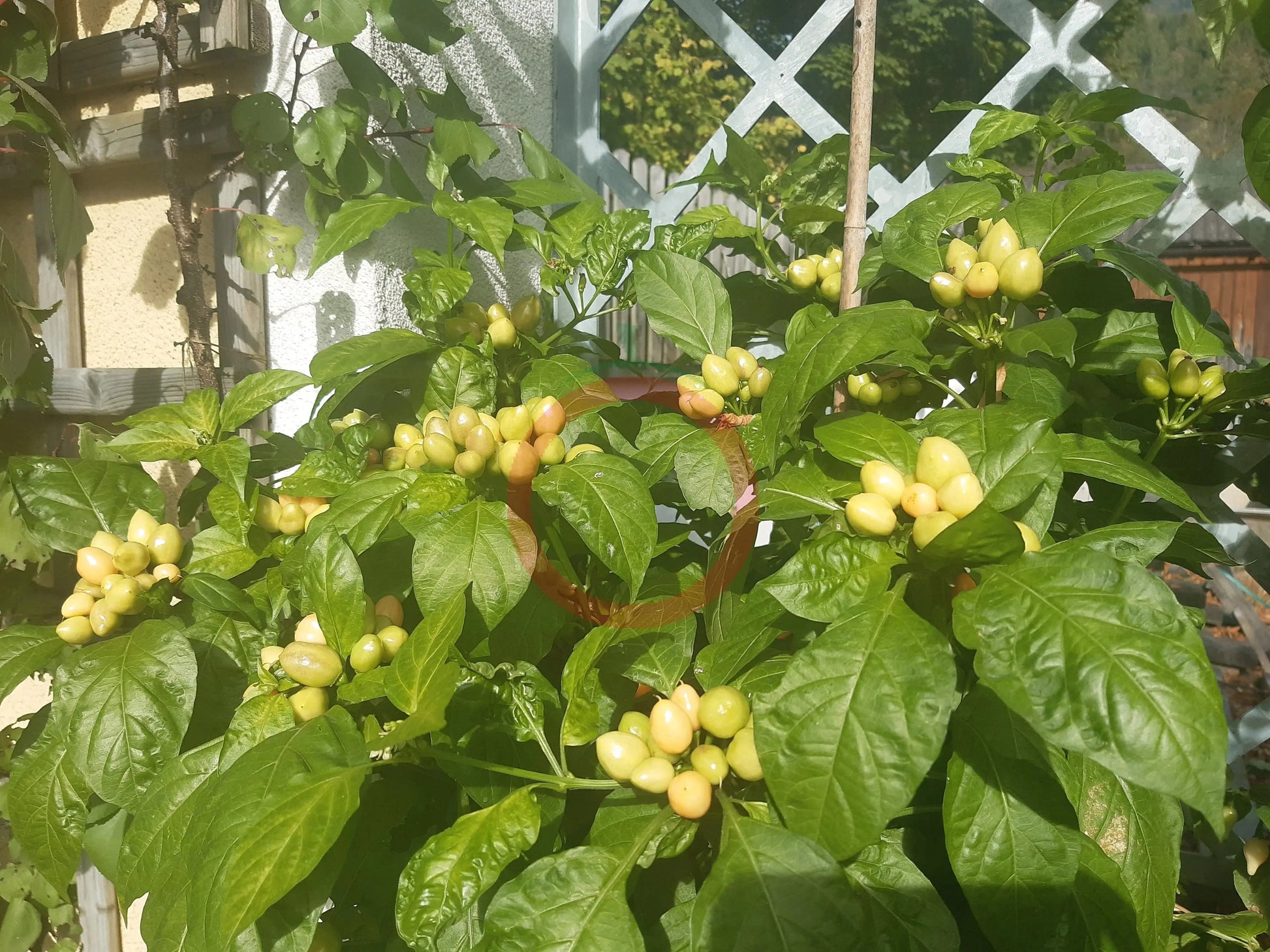 Pimenta Caixo DER TOMATENFLÜSTERER