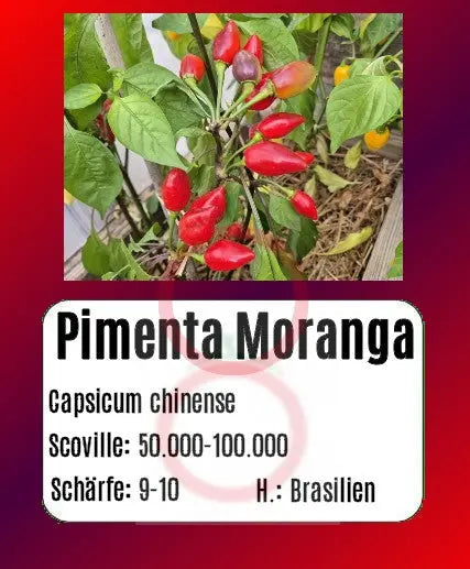 Pimenta Moranga DER TOMATENFLÜSTERER