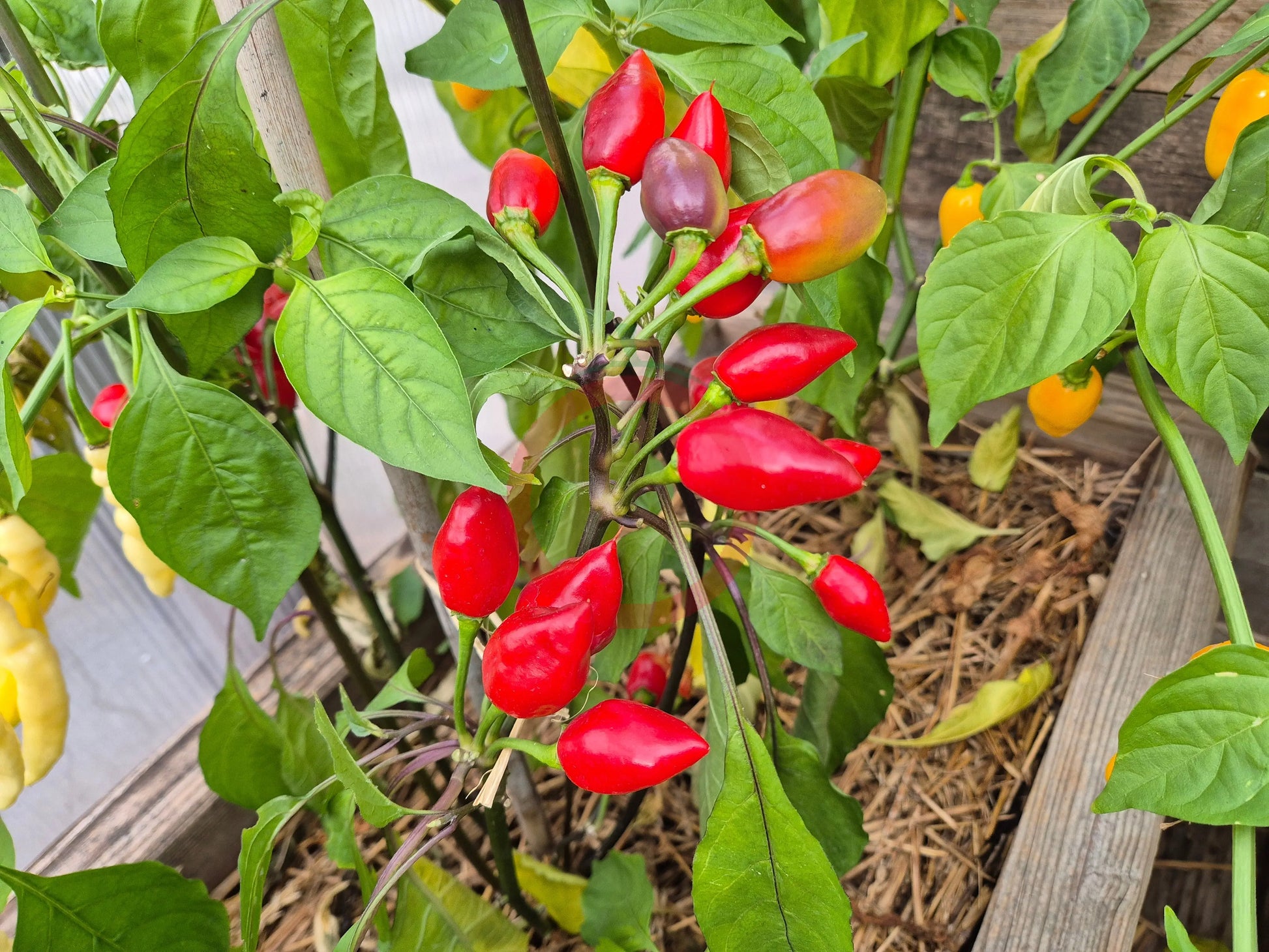 Pimenta Moranga DER TOMATENFLÜSTERER