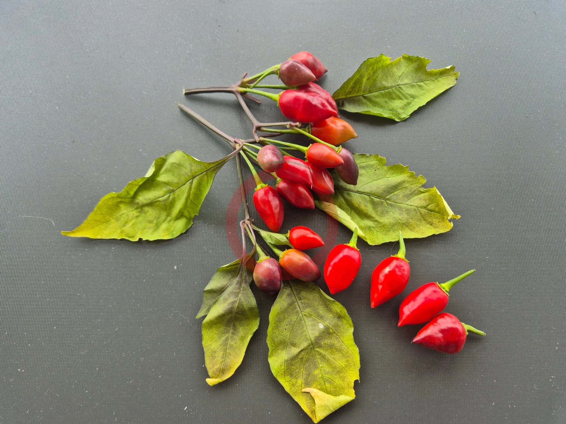 Pimenta Moranga DER TOMATENFLÜSTERER