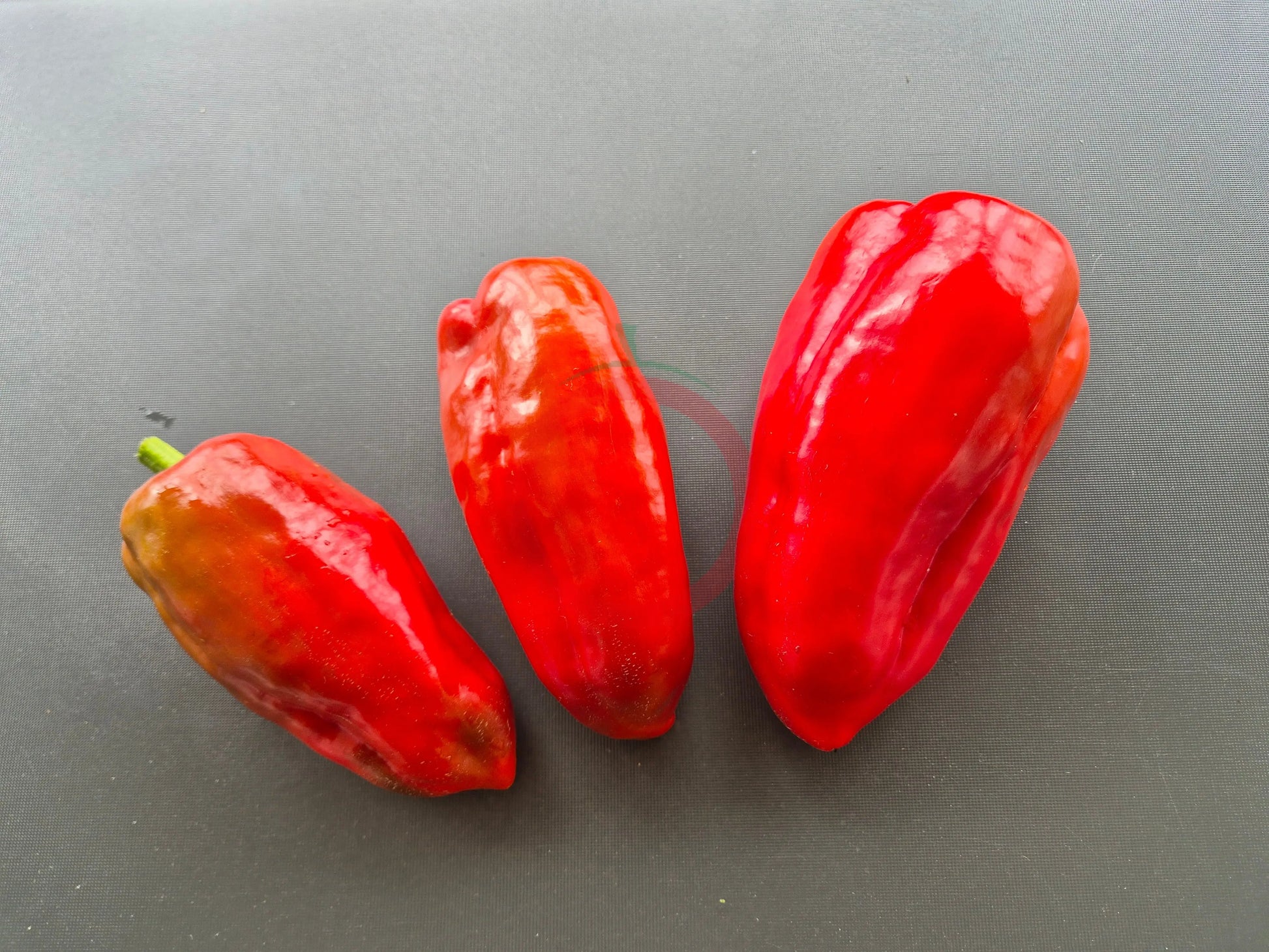 Pimento de Arnoia DER TOMATENFLÜSTERER
