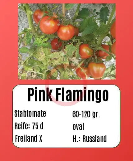 Pink Flamingo DER TOMATENFLÜSTERER