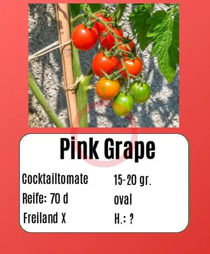 Pink Grape DER TOMATENFLÜSTERER