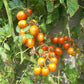 Pink Princess DER TOMATENFLÜSTERER