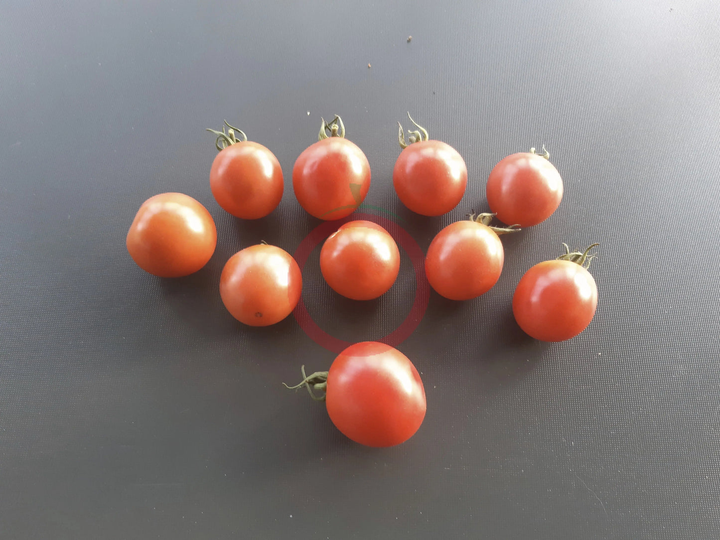 Pink Princess DER TOMATENFLÜSTERER