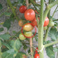 Pink Princess DER TOMATENFLÜSTERER