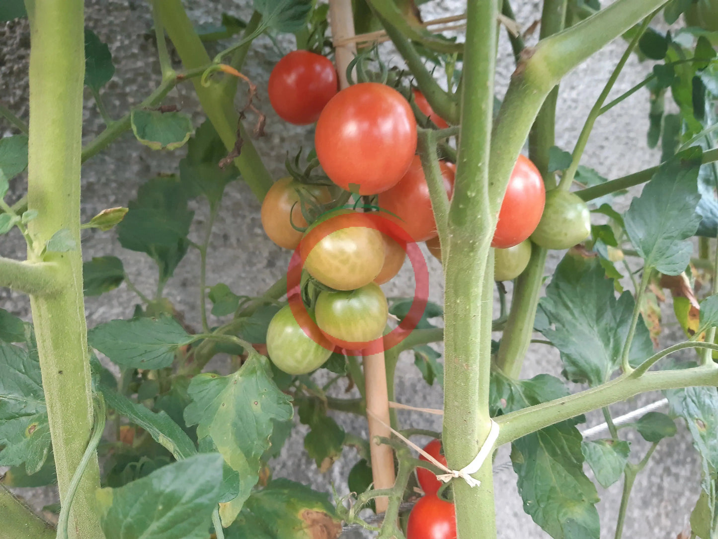 Pink Princess DER TOMATENFLÜSTERER