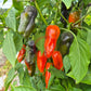 Pippin´s Golden Honey DER TOMATENFLÜSTERER