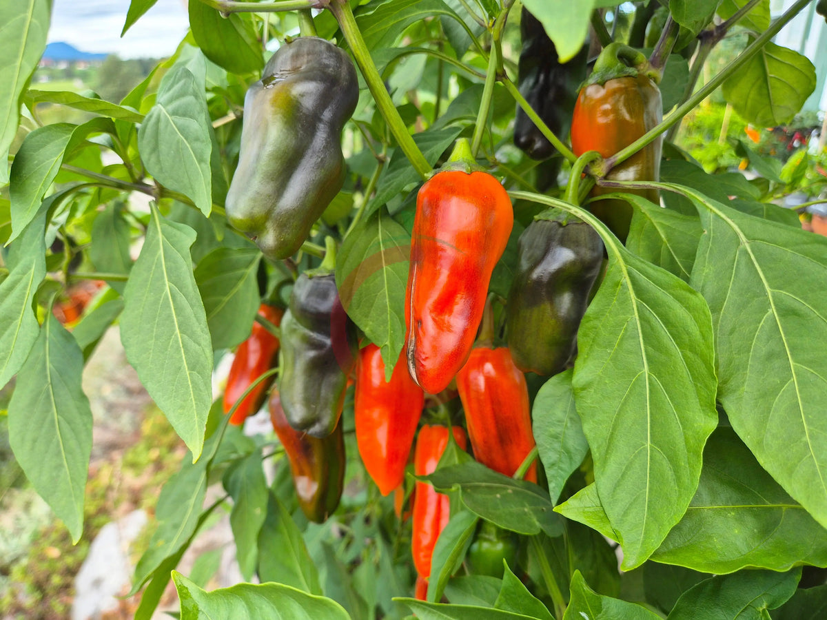 Pippin´s Golden Honey DER TOMATENFLÜSTERER