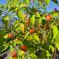 Piriz DER TOMATENFLÜSTERER