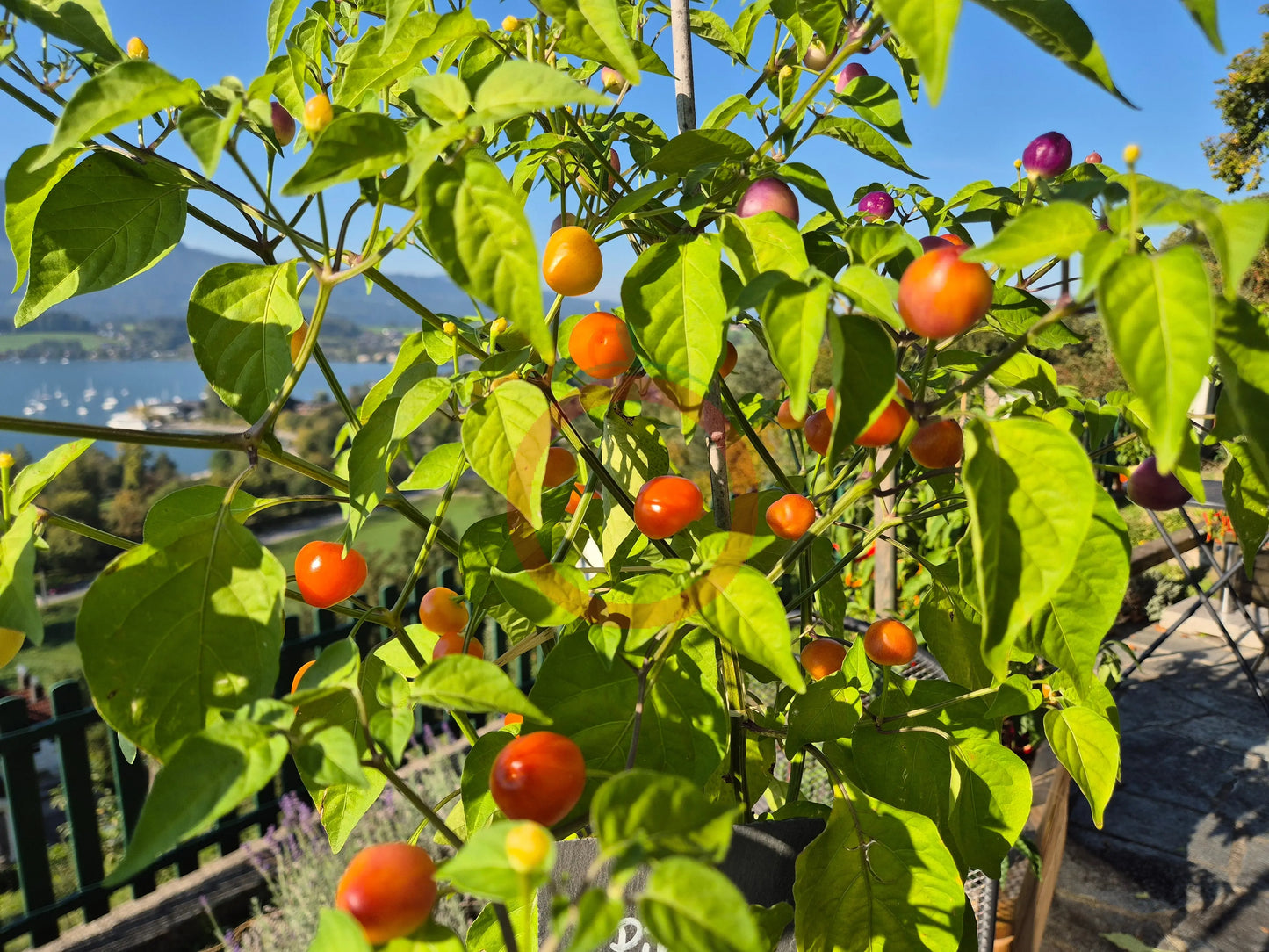Piriz DER TOMATENFLÜSTERER