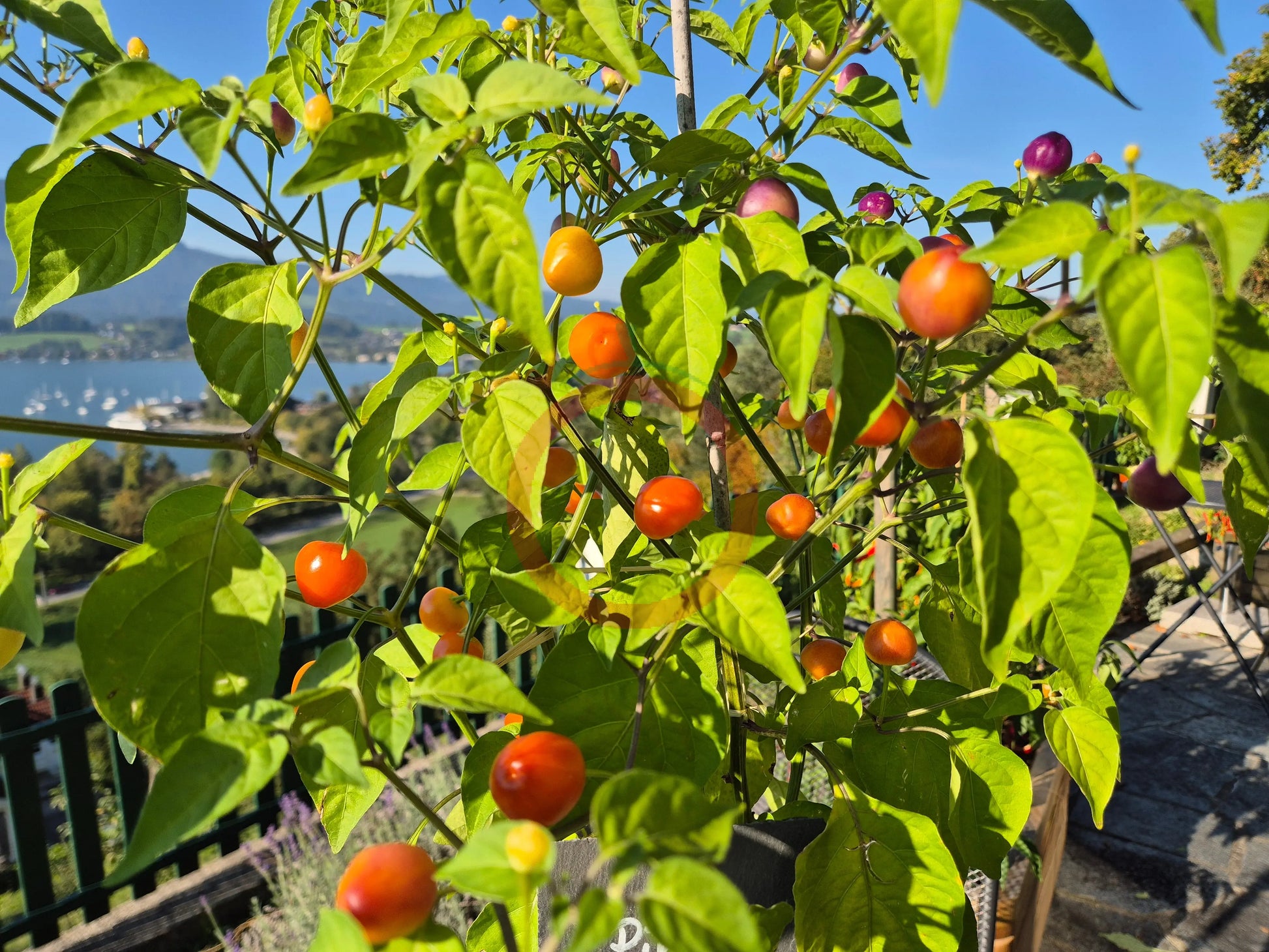 Piriz DER TOMATENFLÜSTERER