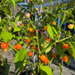 Piriz DER TOMATENFLÜSTERER