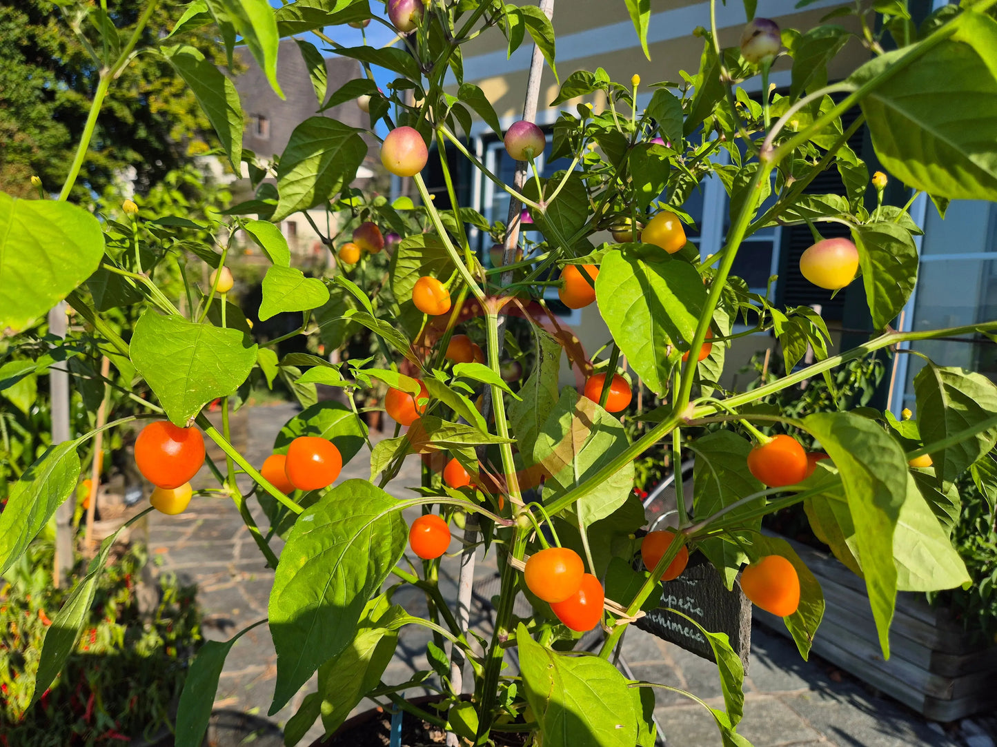 Piriz DER TOMATENFLÜSTERER