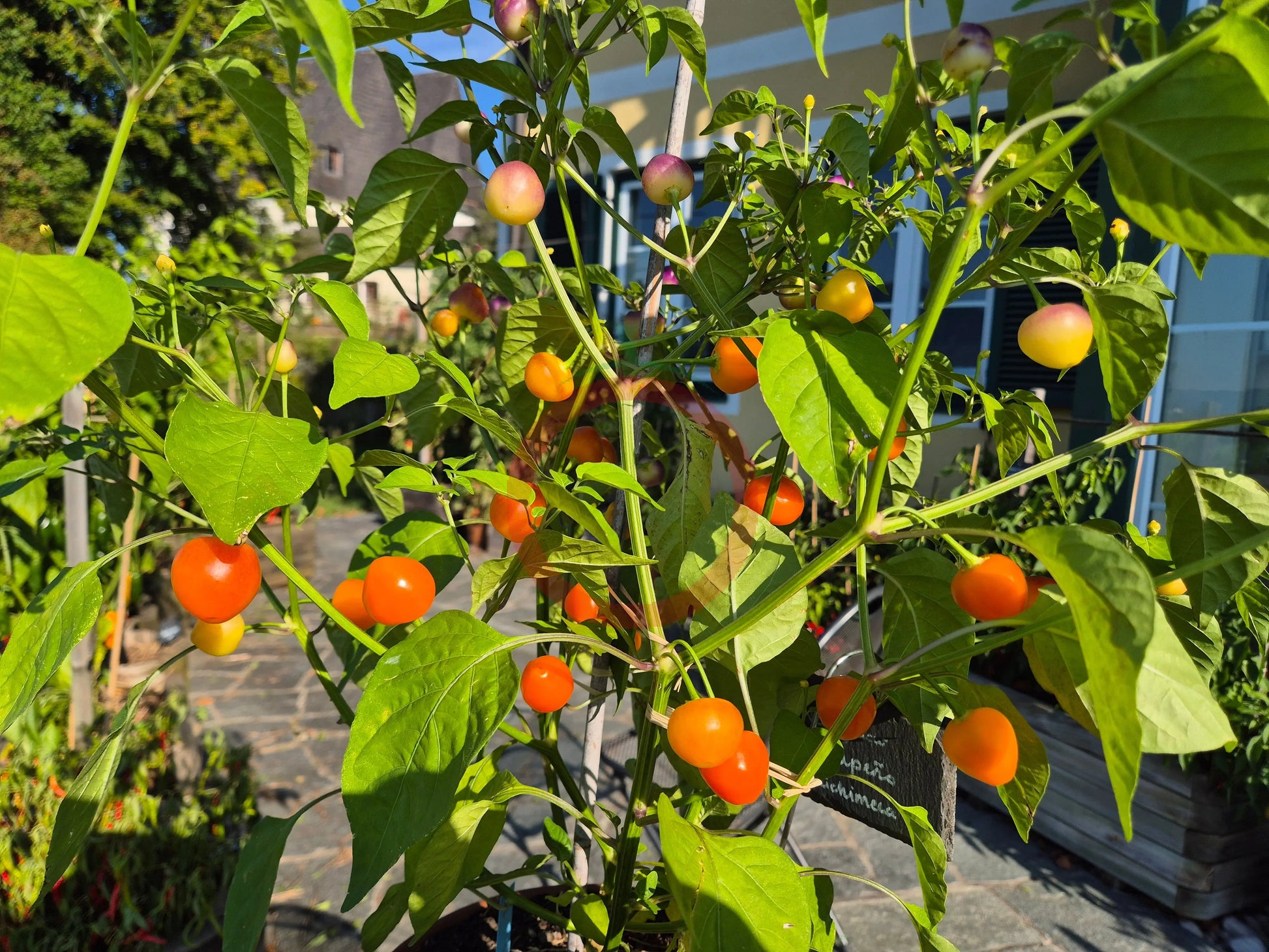 Piriz DER TOMATENFLÜSTERER