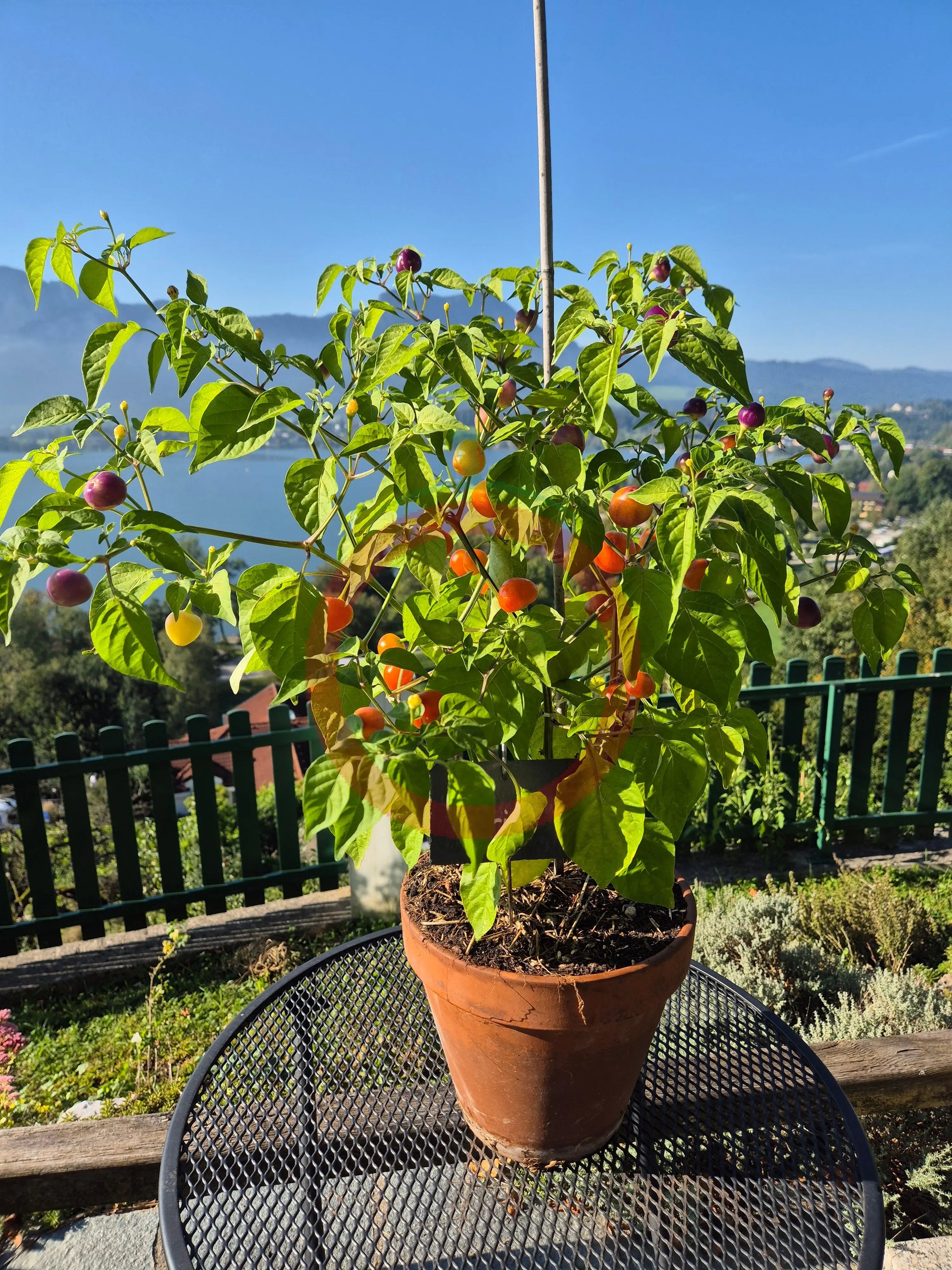 Piriz DER TOMATENFLÜSTERER