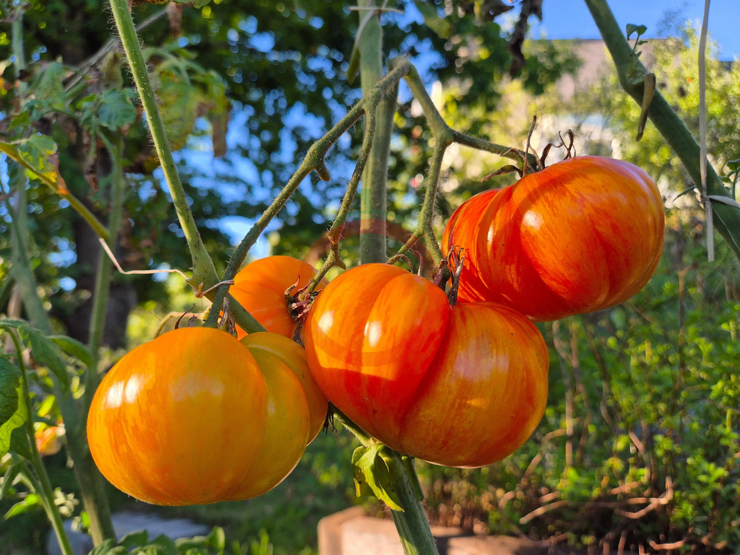 Plan 9 from outer Space DER TOMATENFLÜSTERER