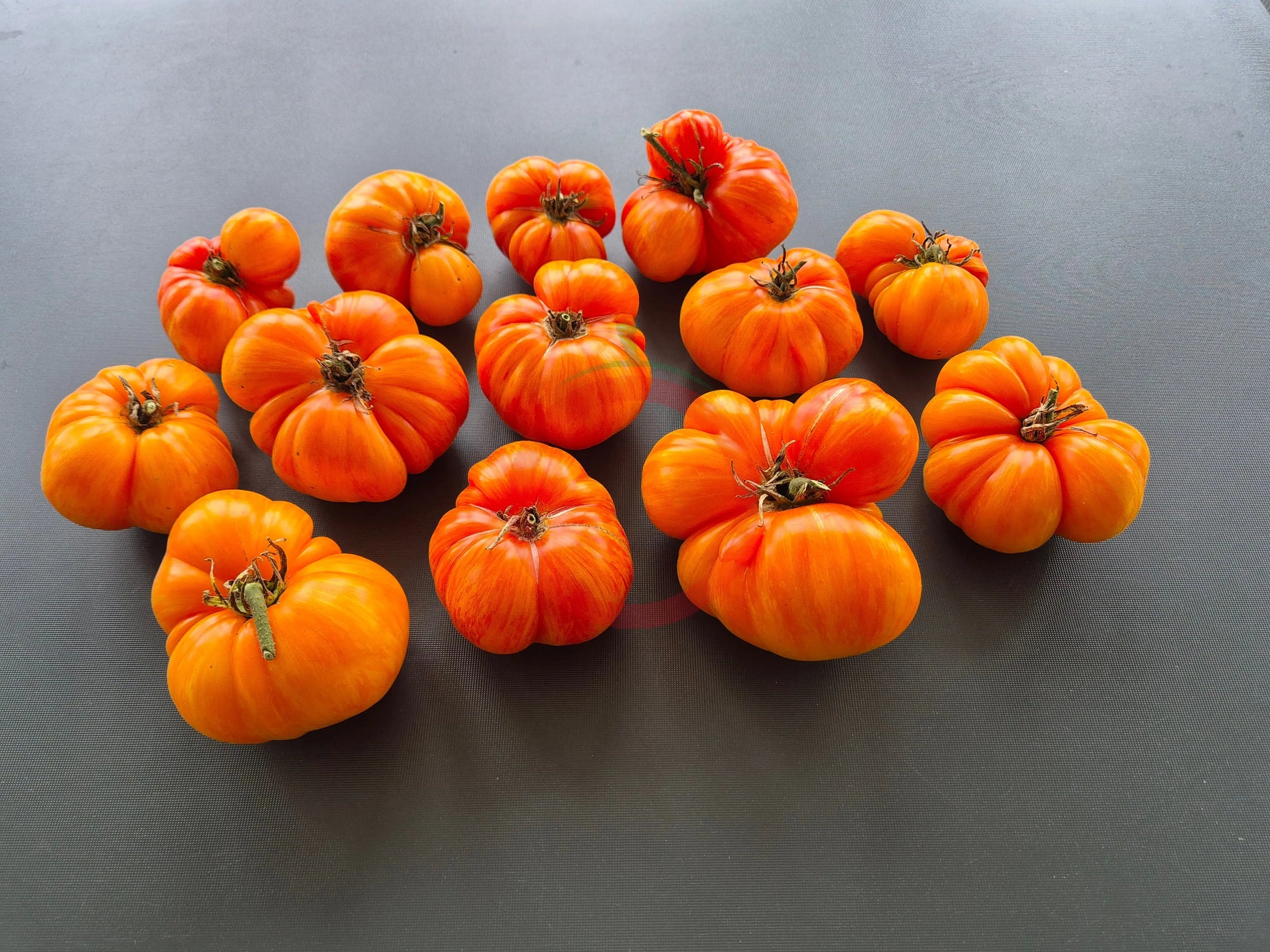Plan 9 from outer Space DER TOMATENFLÜSTERER