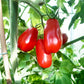 Plumito DER TOMATENFLÜSTERER
