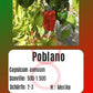 Poblano DER TOMATENFLÜSTERER