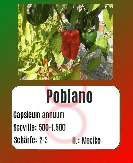 Poblano DER TOMATENFLÜSTERER