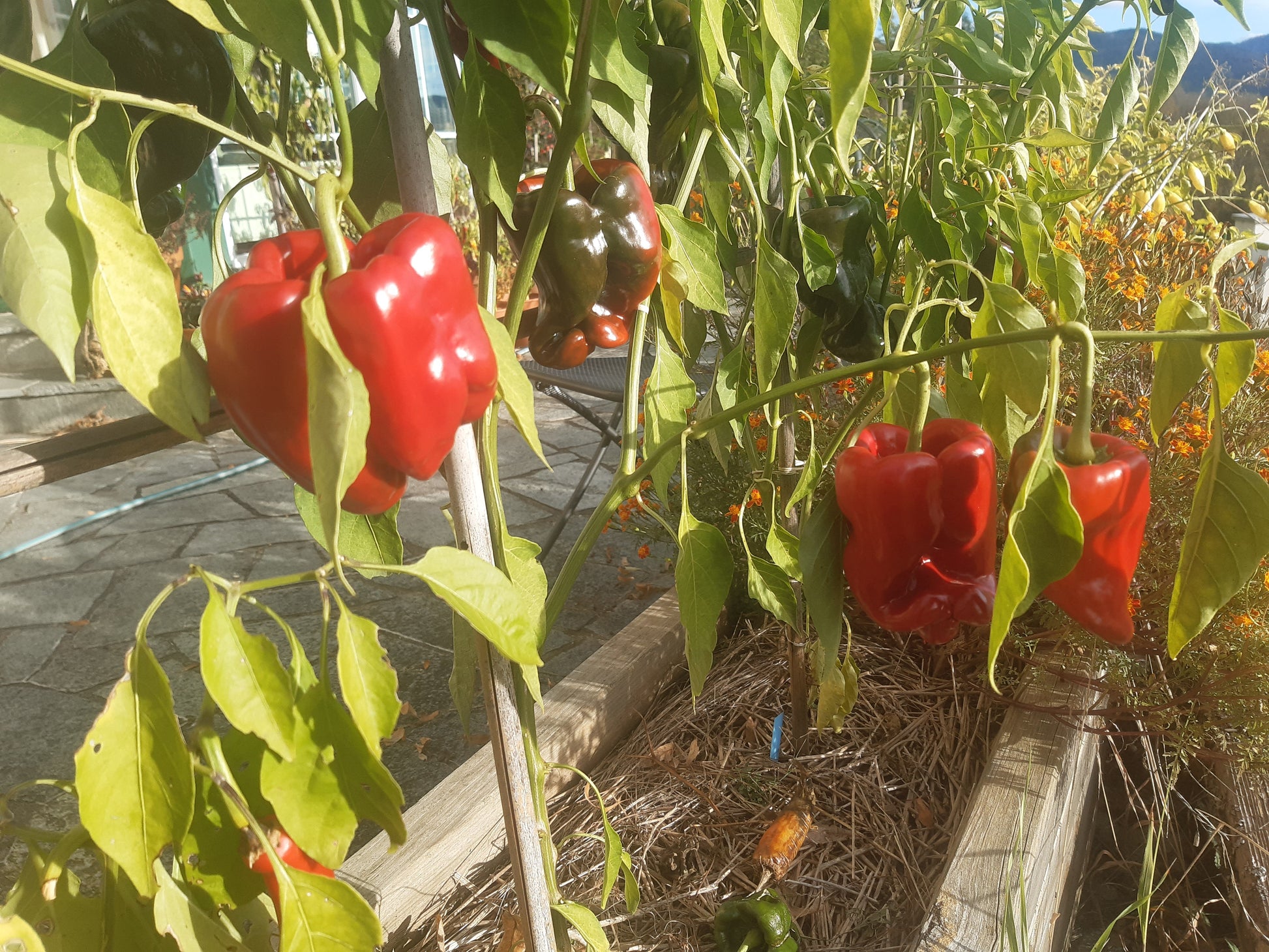 Poblano DER TOMATENFLÜSTERER