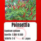 Poinsettia DER TOMATENFLÜSTERER