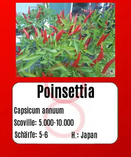 Poinsettia DER TOMATENFLÜSTERER