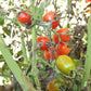 Poldi´s Rote DER TOMATENFLÜSTERER