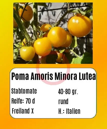Poma Amoris Minora Lutea DER TOMATENFLÜSTERER