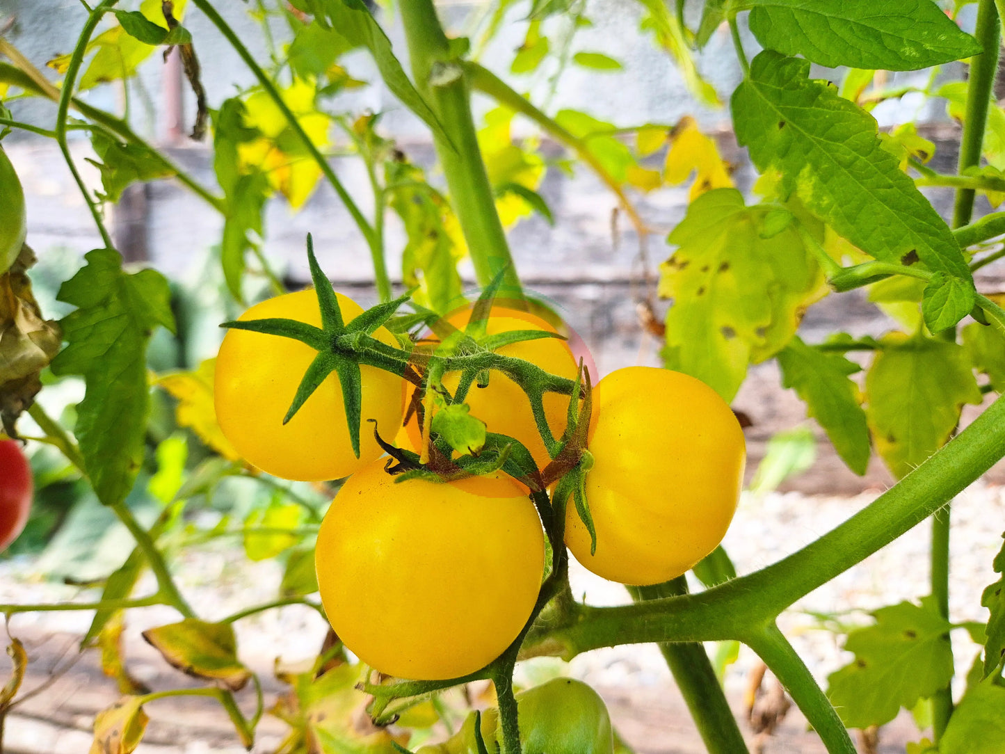 Poma Amoris Minora Lutea DER TOMATENFLÜSTERER